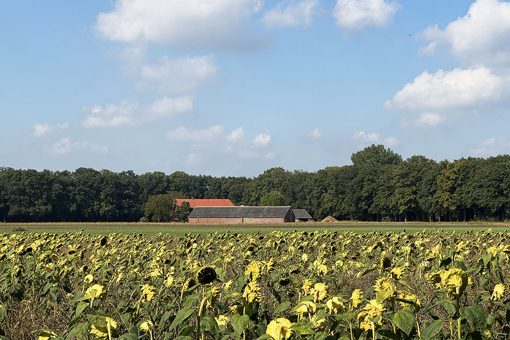 grijsopreis-nederland-highlight-pieterpad-etappe15-zonnebloemen Zonnebloemen