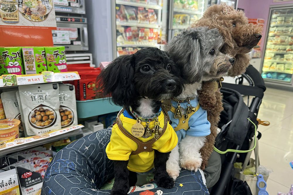 grijsopreis-taiwan-highlight-sun-moon-lake-fur-babies Hondjes in kinderwagen