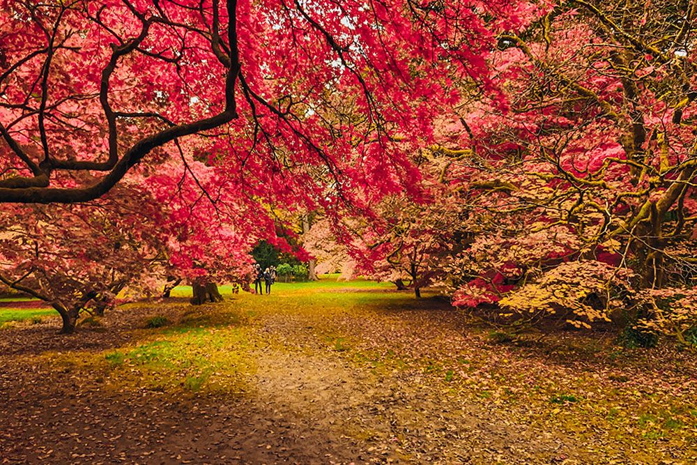Westonbirt Arboretum
