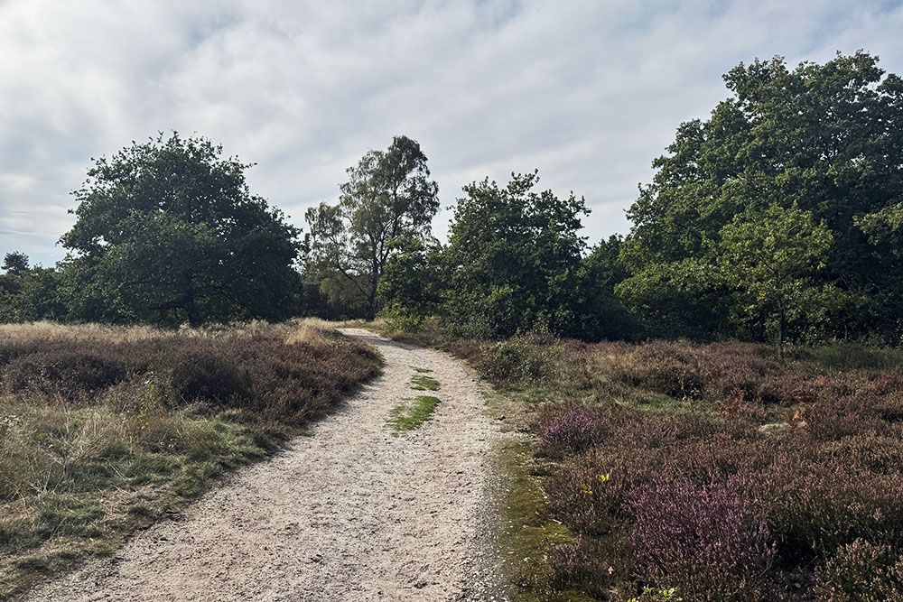 Heide