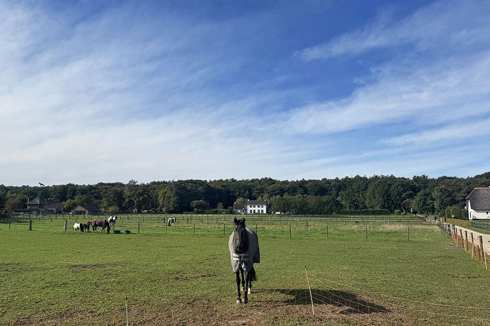 Paarden in de wei