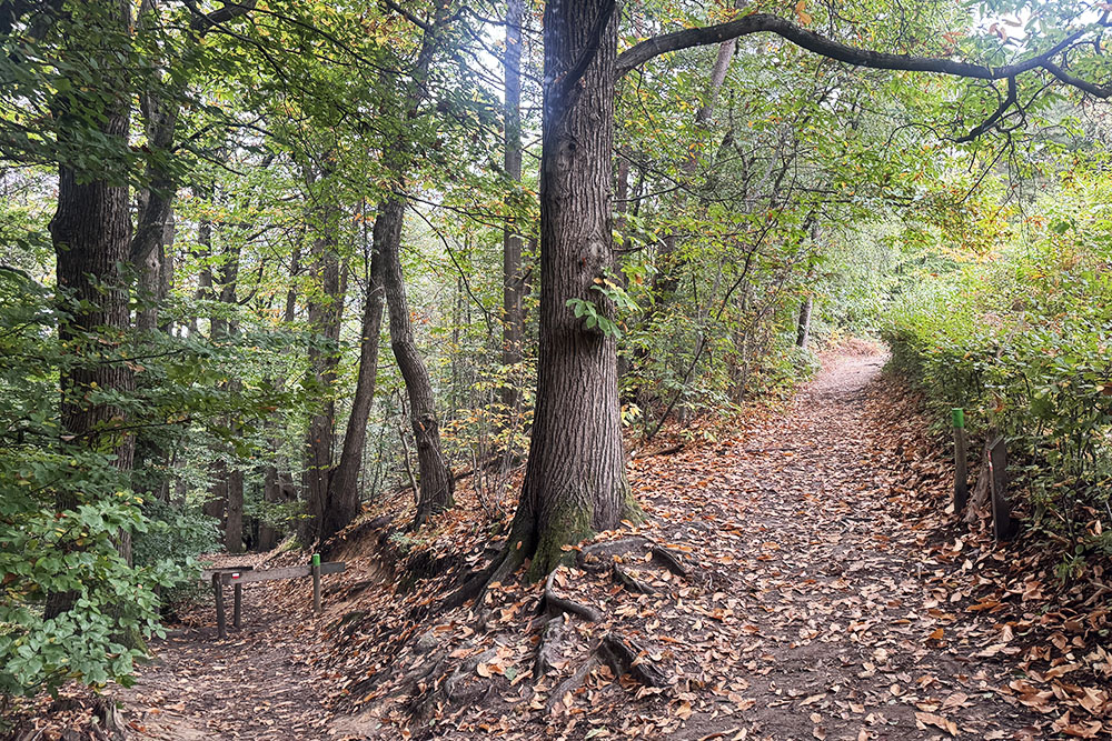 grijsopreis-nederland-highlight-pieterpad-etappe17-bospad-heuvelopwaarts Beklimming in het bos
