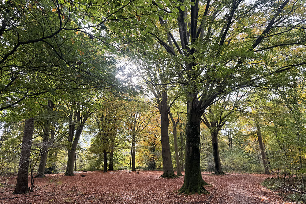 grijsopreis-nederland-highlight-tt-woudenberg-herfstbos Herfstbos