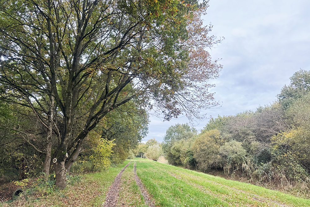 grijsopreis-nederland-highlight-tt-woudenberg-karrenspoor Karrenspoor