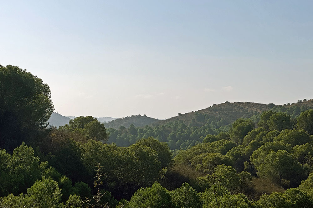 grijsopreis-portugal-highlight-via-algarviana-wandelingen-etappe1-groen-bos Verrassend groen bos