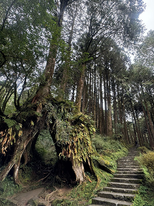 grijsopreis-taiwan-highlight-alishan-portrait1