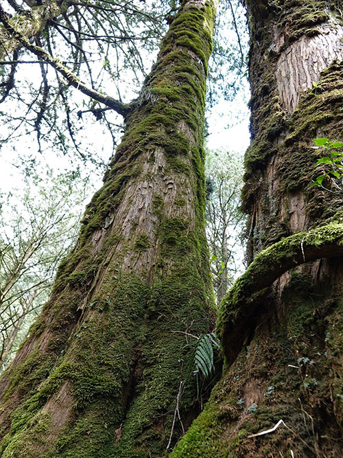 grijsopreis-taiwan-highlight-alishan-portrait2