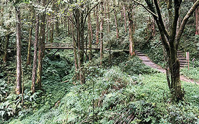 Wandelen in het Alishan National Forest in Taiwan