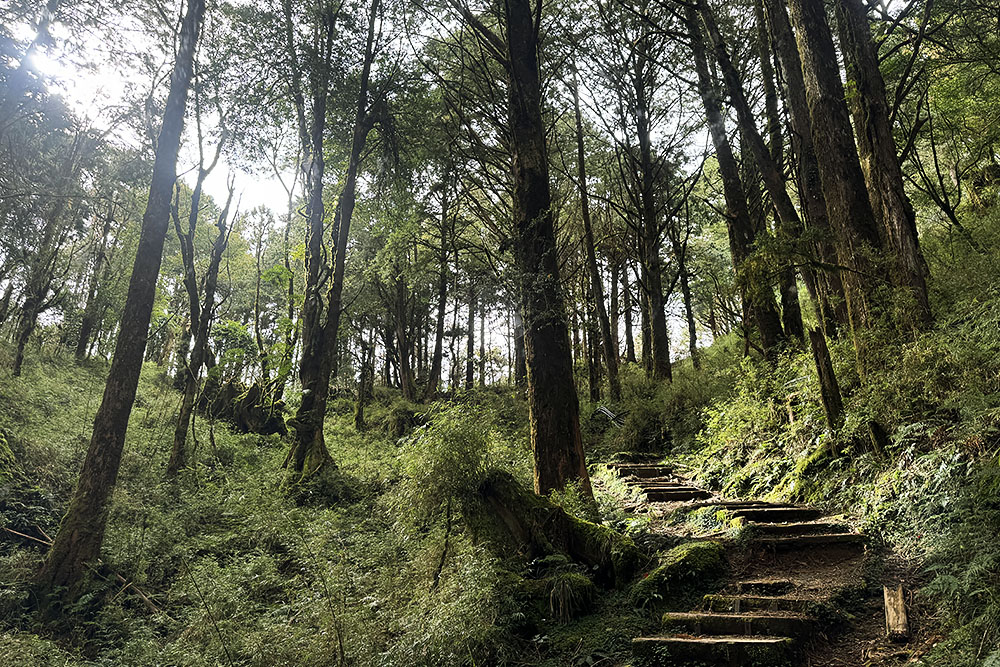 grijsopreis-taiwan-highlight-alishan-traptreden Wandeling naar de top