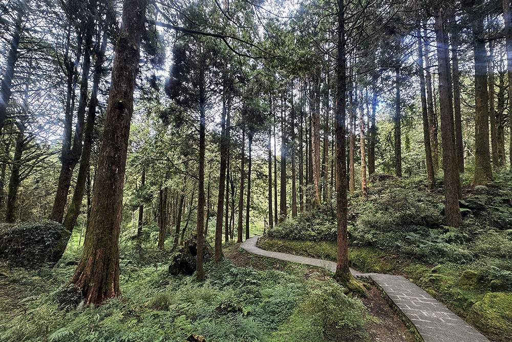 grijsopreis-taiwan-highlight-alishan-verhard-pad Verhard pad