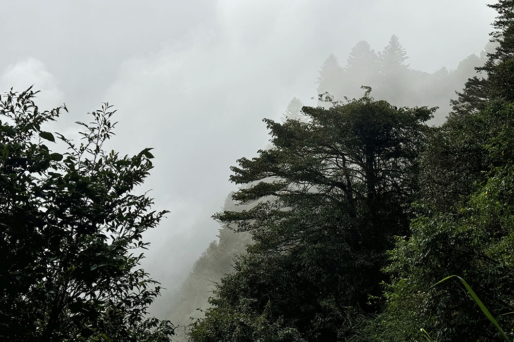 grijsopreis-taiwan-highlight-alishan-wolken2 Uitzicht op wolken