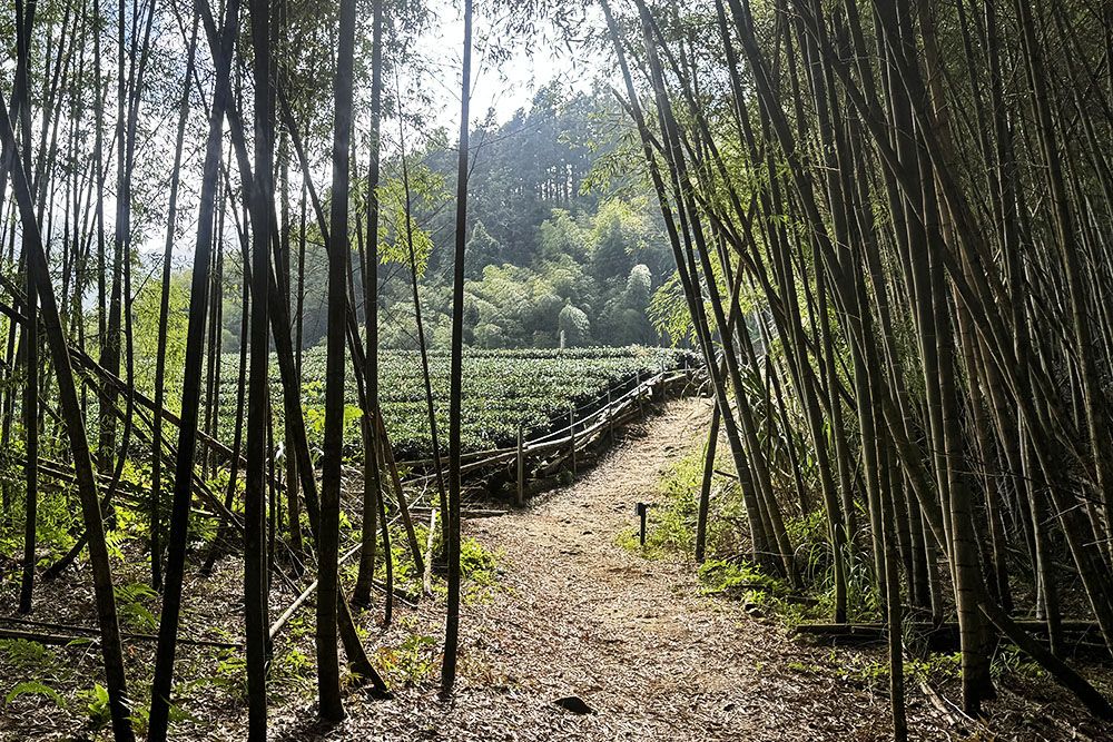 Vanuit het bamboebos naar de theevelden