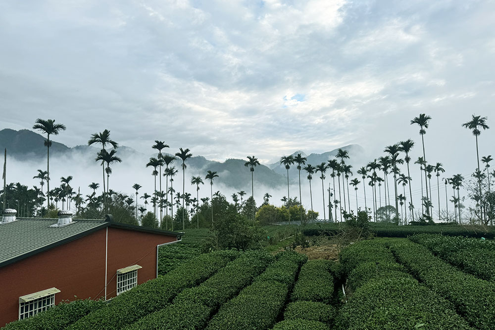 grijsopreis-taiwan-highlight-rueili-meishan-theeplantages Meishan vlakbij Rueili