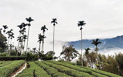 Rueili Scenic Area: theeplantages en historische wandelroutes