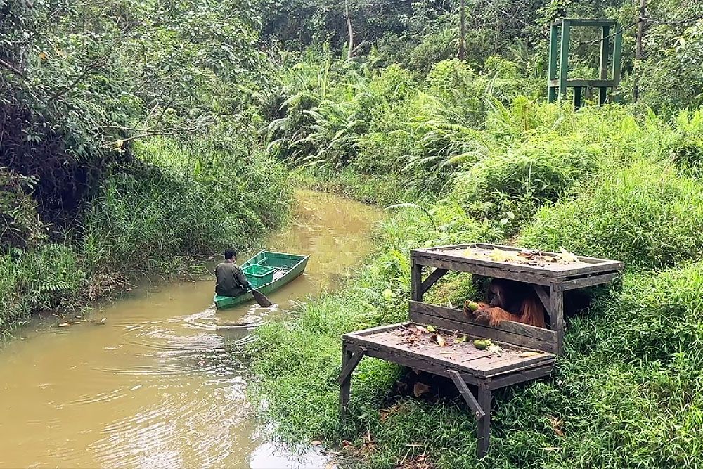 Orang-oetan veilig weggedoken