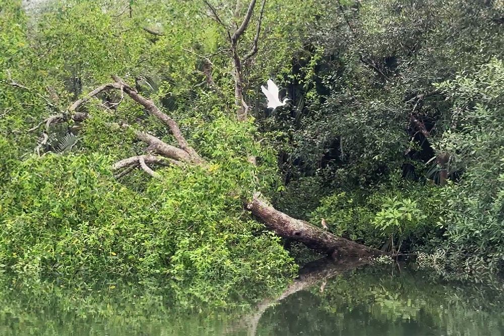 Vogel tijdens vaartocht