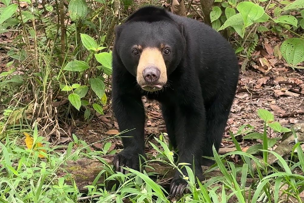 Zonnebeer tijdens voedertijd