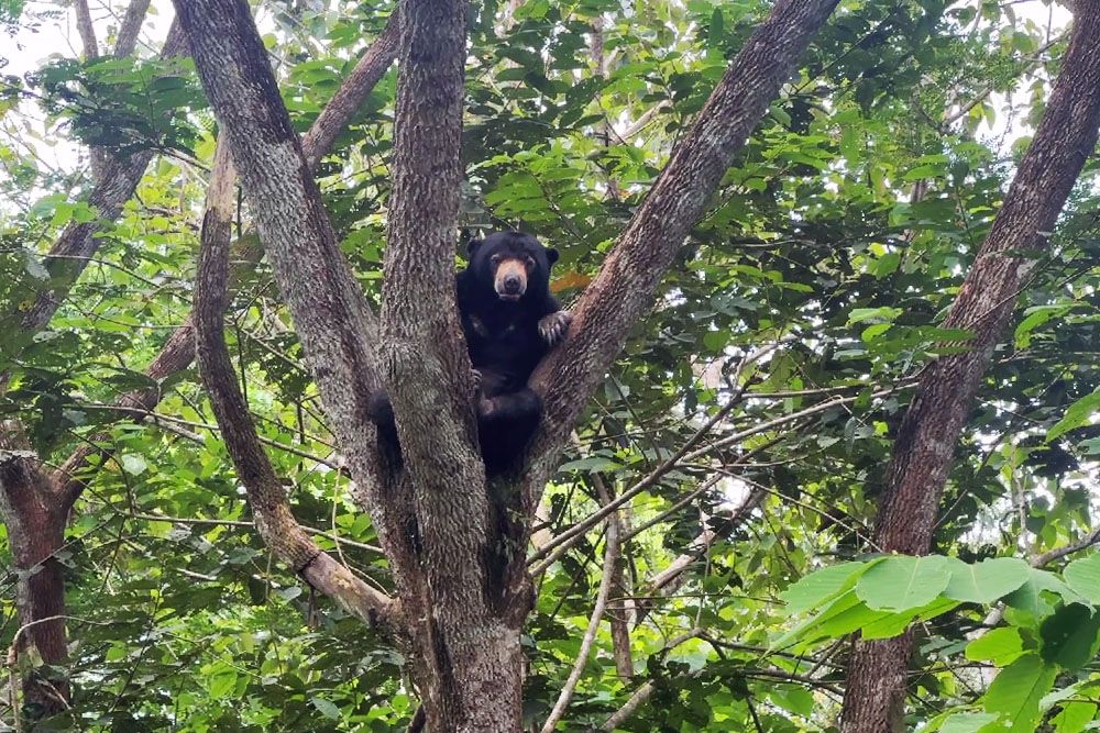 Zonnebeer in de boom