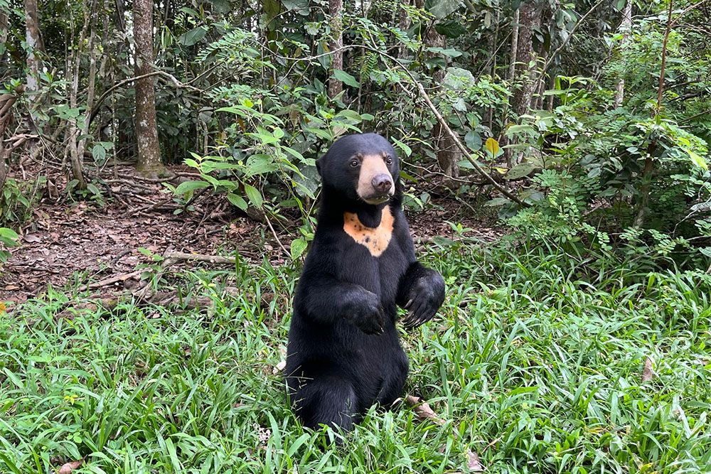Zonnebeer tijdens voedertijd