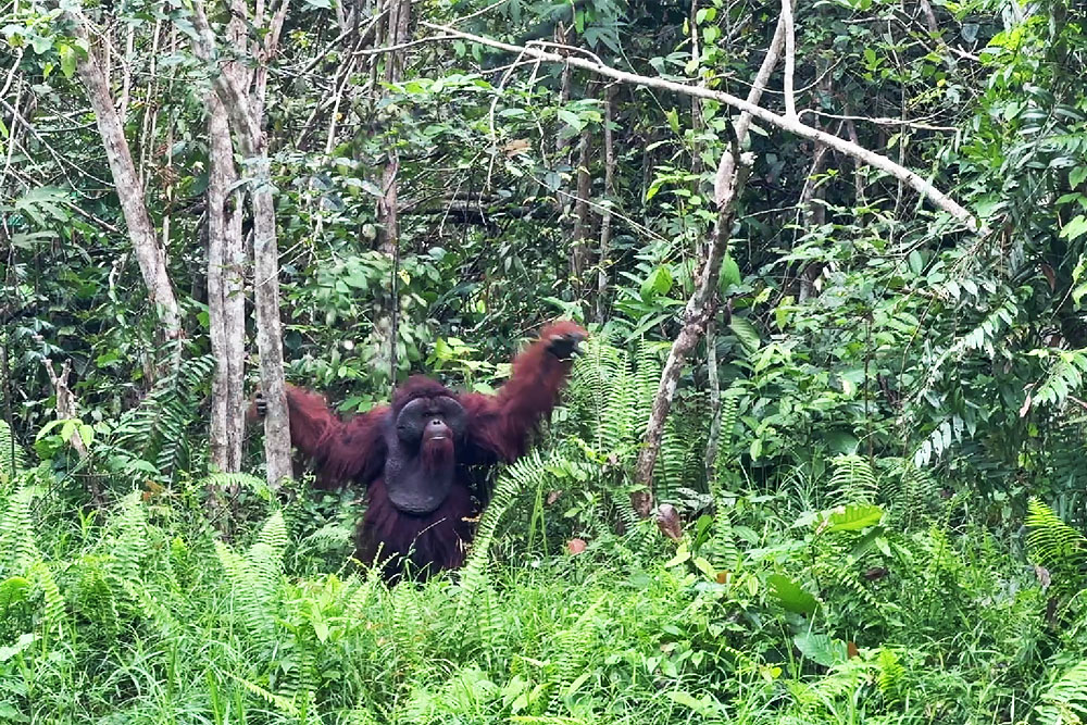 Orang-oetan in Samboja Lodge
