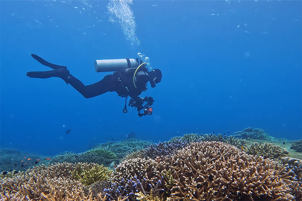 Koraaltuin bij Nunukan