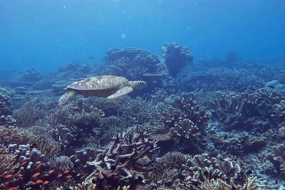 Schildpad bij Nunukan