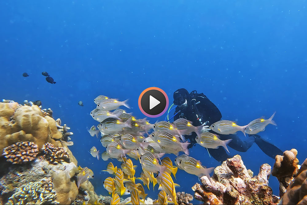Duiker bij een school vissen rond Nunukan