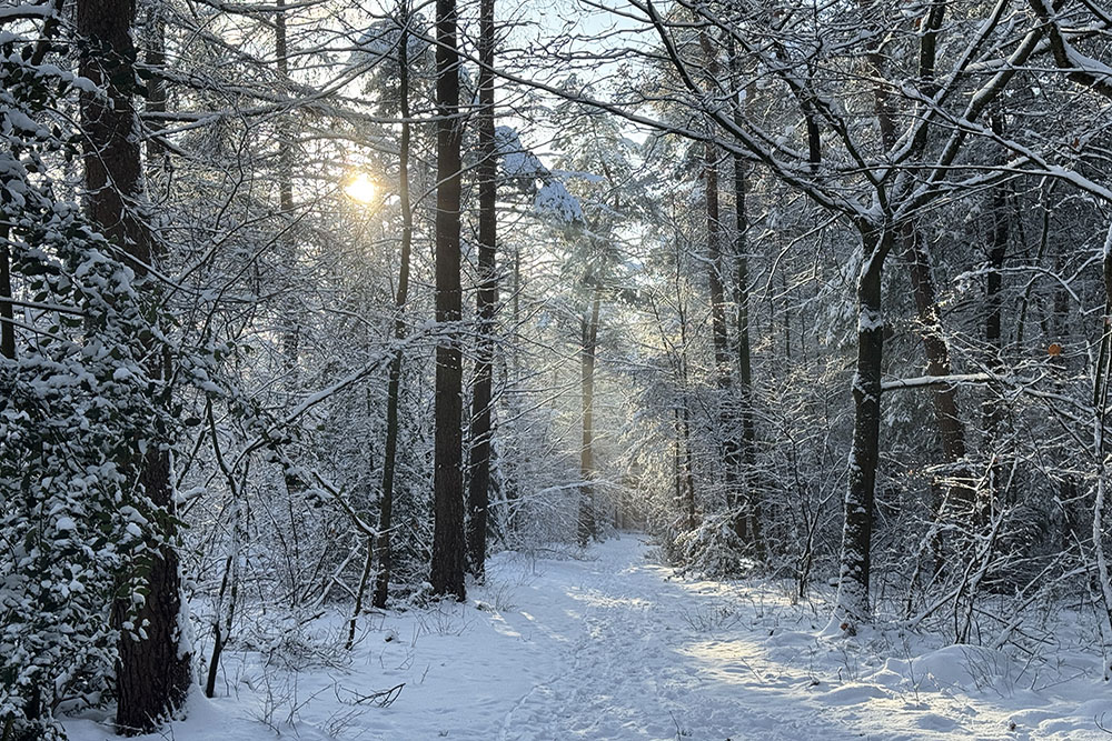 Trage Tocht Driebergen winterwandeling