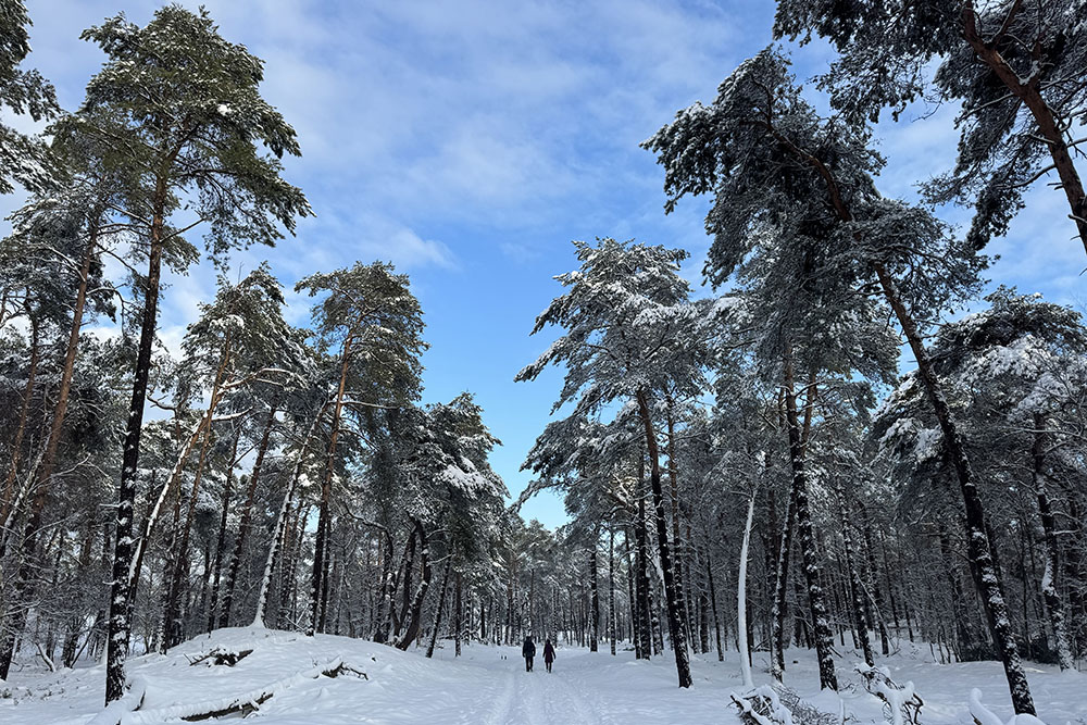 Trage Tocht Driebergen winterwandeling
