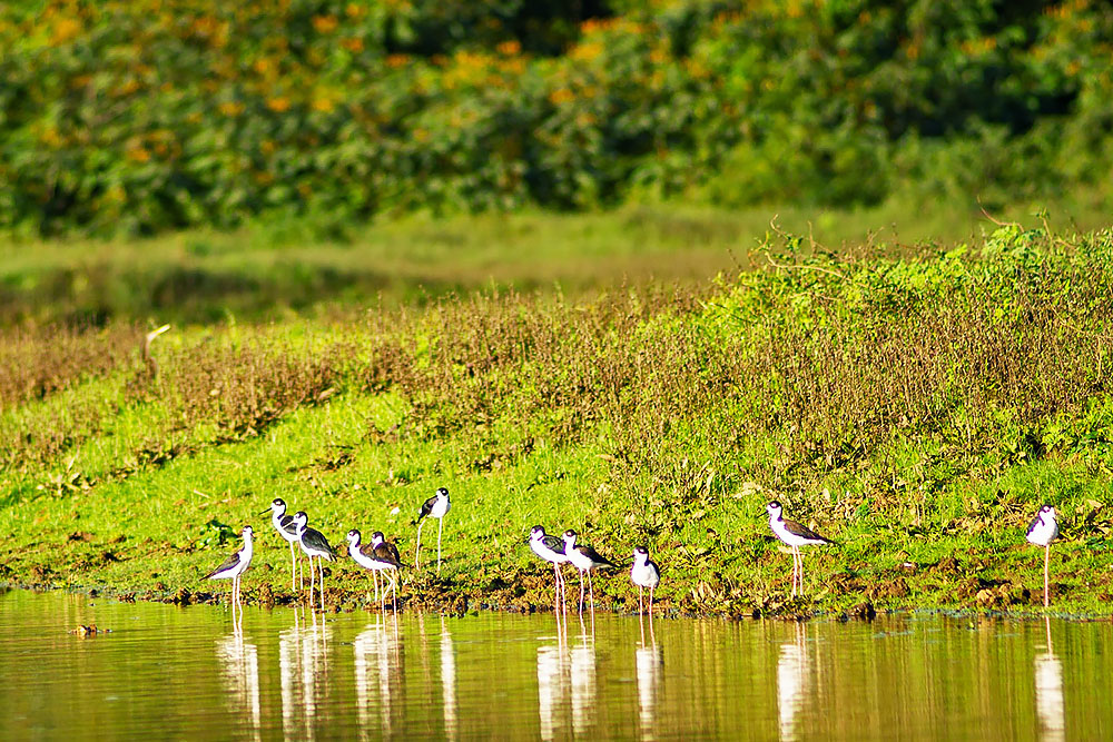 Natuur bij Caño Negro in Costa Rica