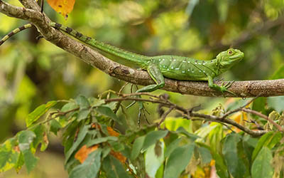 Caño Negro Wetland: dieren spotten in Costa Rica
