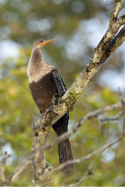 Amerikaanse slangenhalsvogel