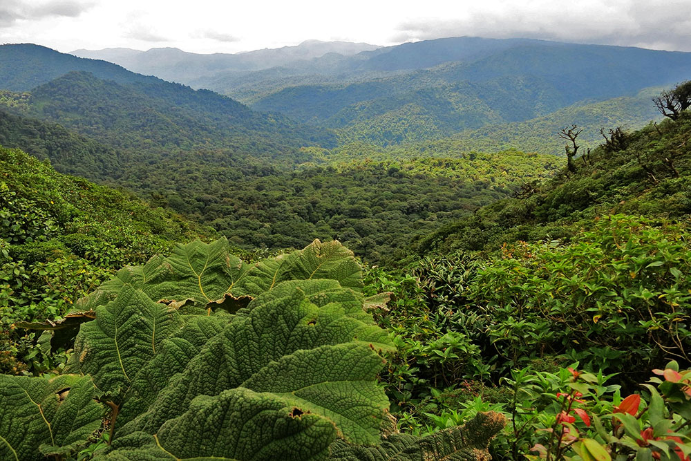 Monteverde in Costa Risca