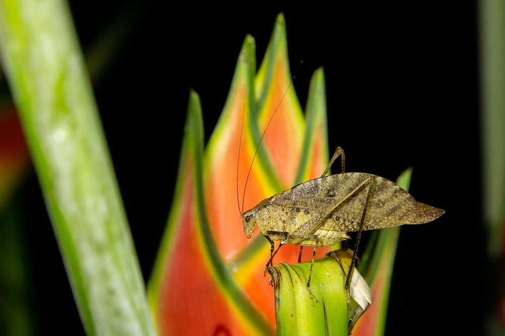 Insect bij Sarapiquí
