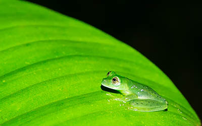 Sarapiquí: waar avontuur en natuur samenkomen