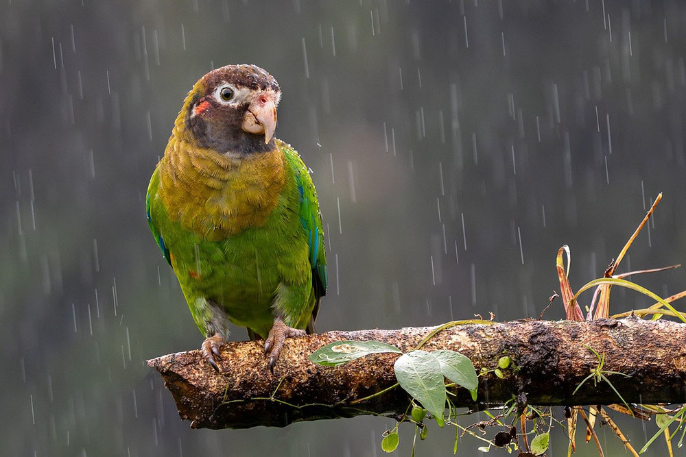 Papegaai in Costa Rica