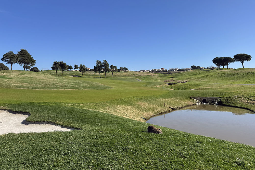 Beverrat bij Marco Simone