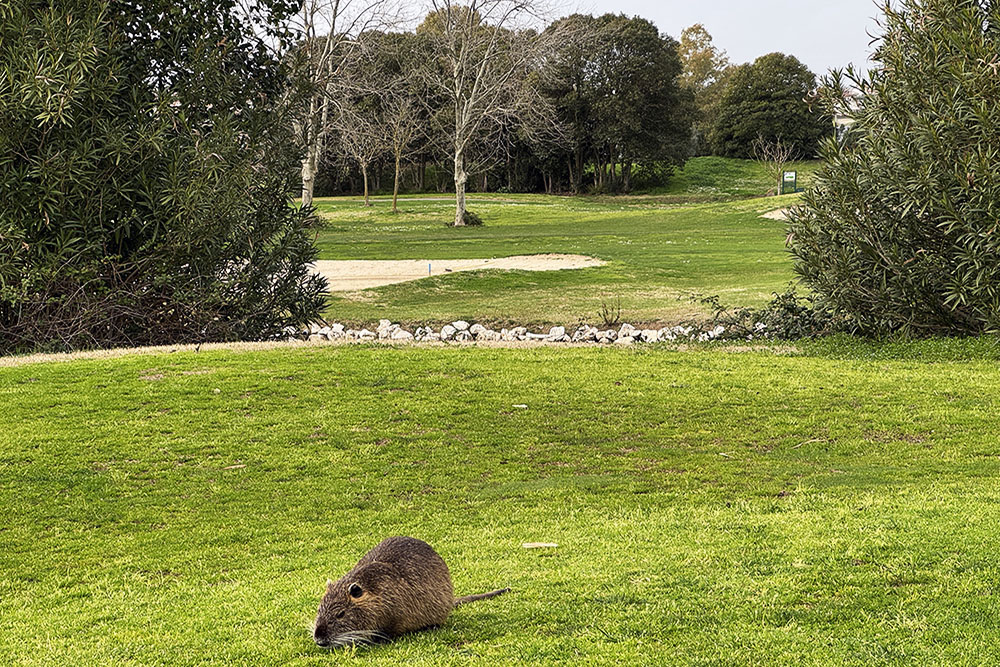 Beverrat bij Parco dei Medici 