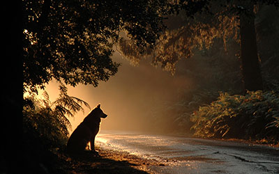 Regels voor boswandelingen