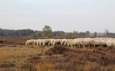Dit is de mooiste wandelroute van 2026