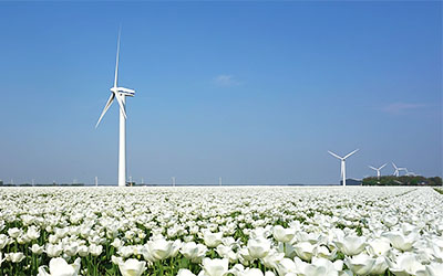 Wandelen langs de bollenvelden
