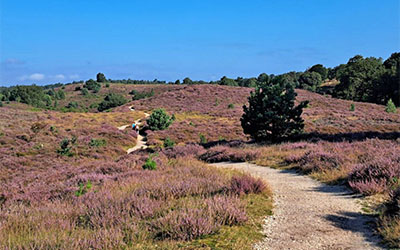 Heidewandelingen
