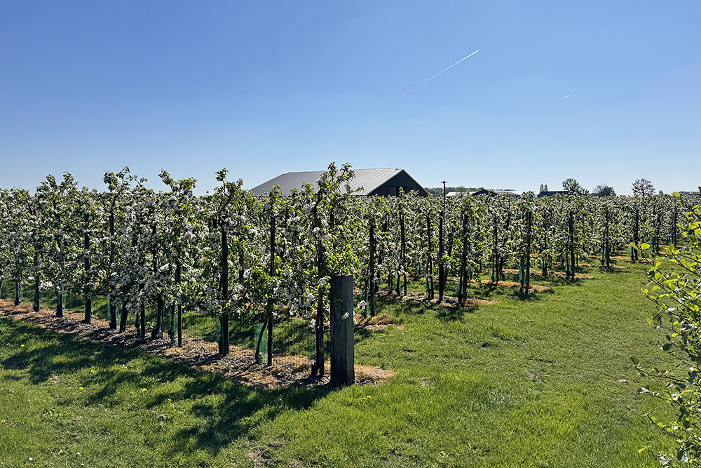 Boomgaard in bloei