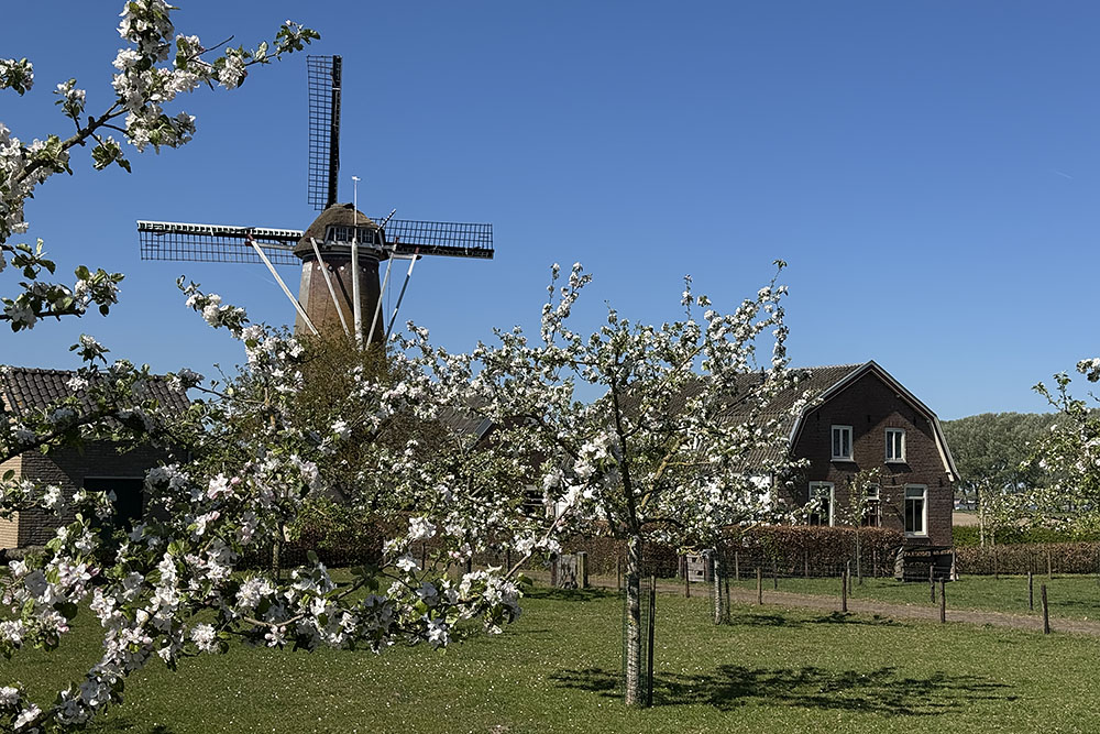 Boomgaard met bloesem en molen
