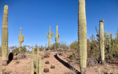 Indrukwekkende cactussen in de Desert Botanical Garden