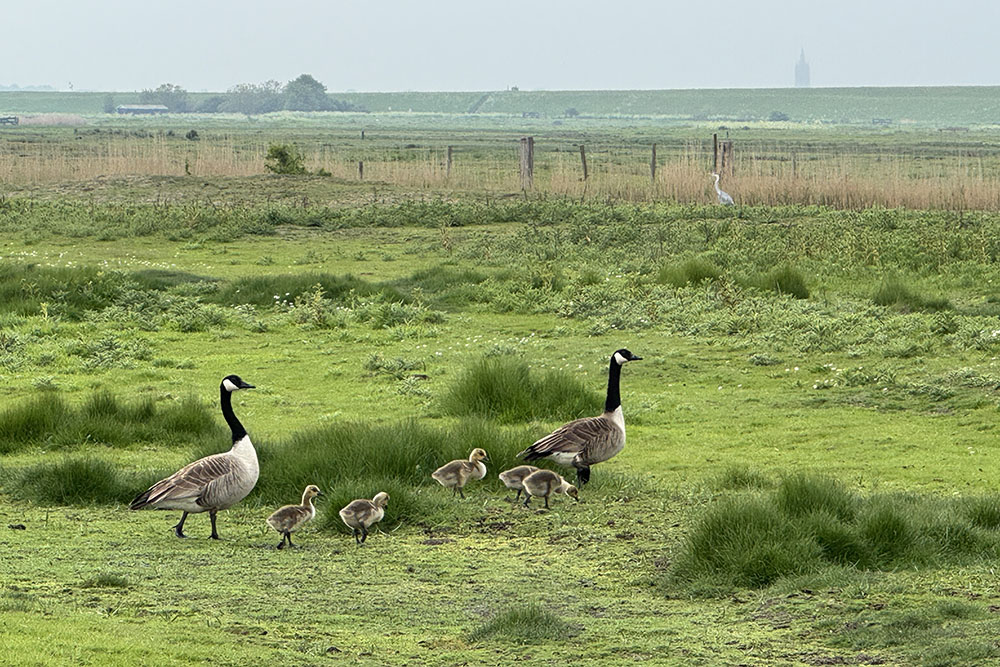 Loopvogels