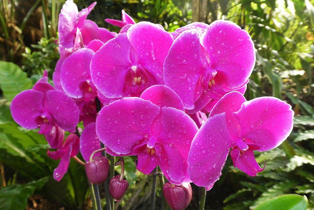 orchideeën