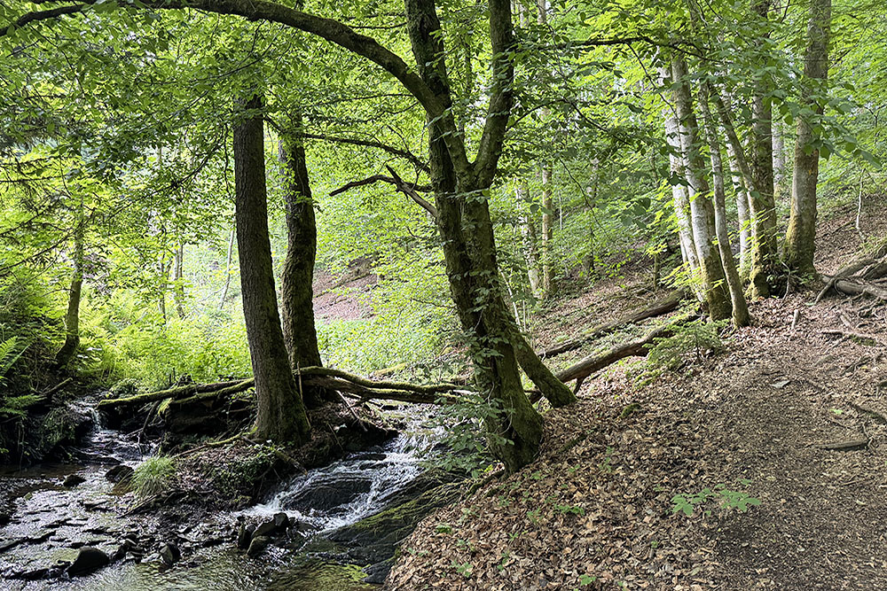 Beekje in de bossen bij de Warche in de Belgische Ardennen
