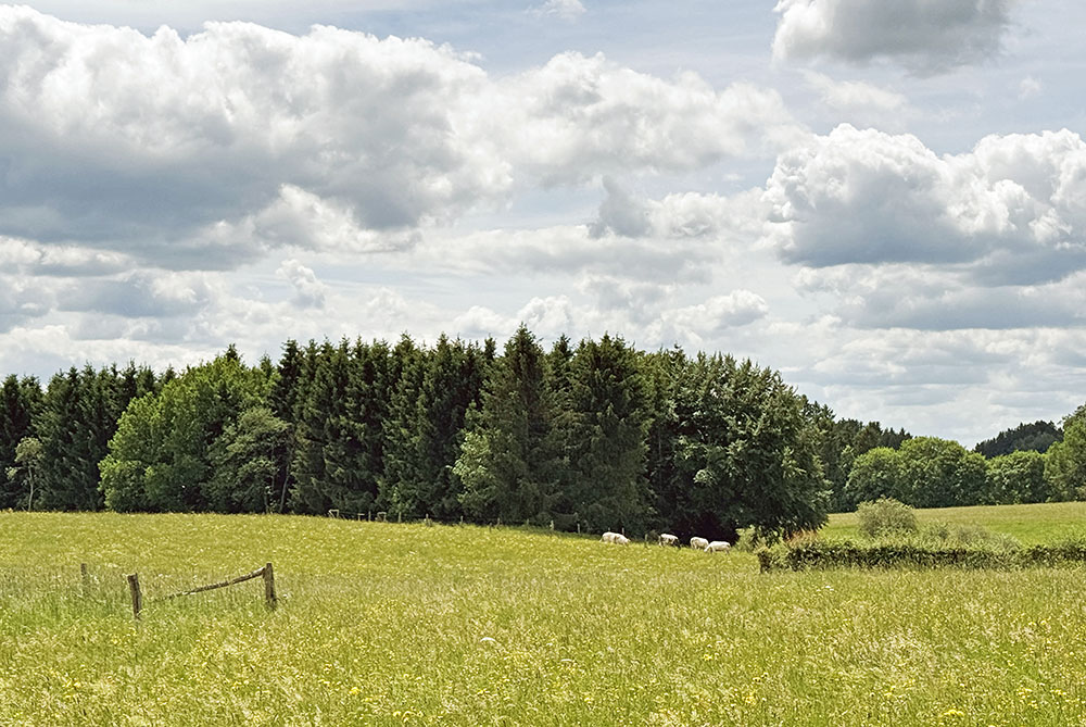 Vredig grazende koeien in een weiland bij Xhoffraix in de Belgische Ardennen