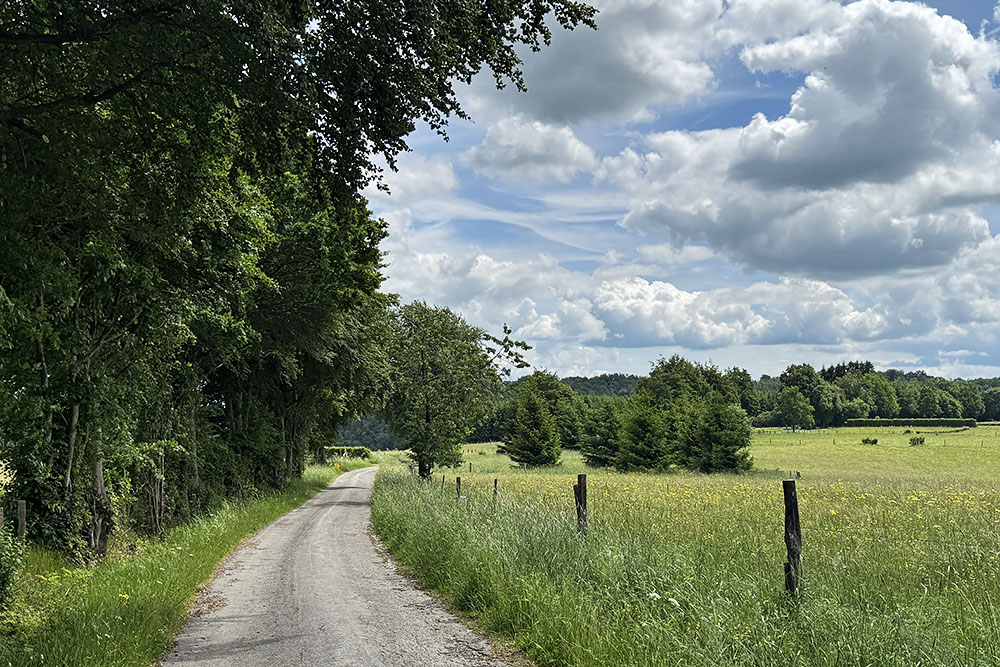 Veldbloemen in een weiland bij Xhoffraix, vlakbij Malmédy in de Belgische Ardennen